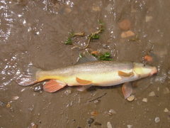 Catostomus latipinnis