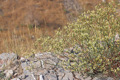 Eriogonum brevicaule brevicaule