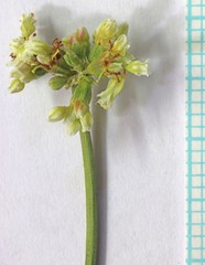 Eriogonum brevicaule brevicaule