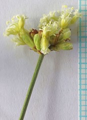 Eriogonum brevicaule brevicaule