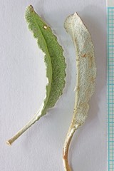 Eriogonum brevicaule brevicaule