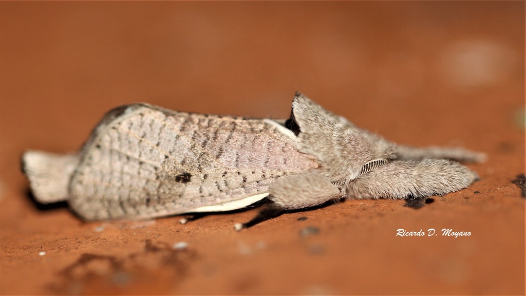 Givira quadroides