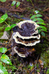 Phellodon confluens