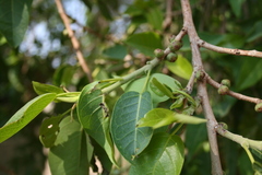 Ficus ilicina