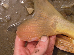 Catostomus latipinnis