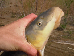 Catostomus latipinnis