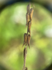 Lopseed (Phryma)