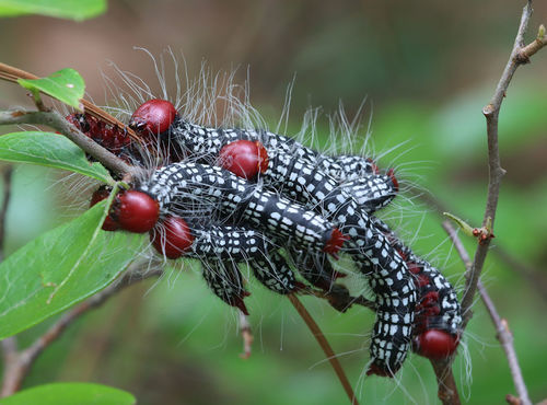 Azalea Caterpillar and Drexel's Datana Moths photo 4