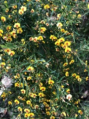 Bossiaea linophylla