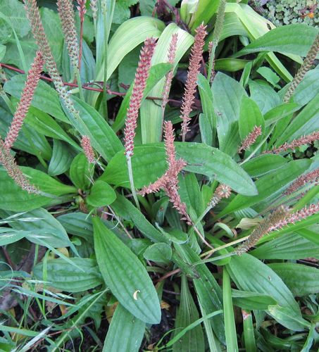 Plantago australis