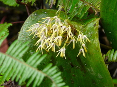 Pleurothallis dunstervillei