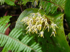 Pleurothallis dunstervillei