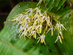 Pleurothallis dunstervillei