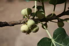 Ficus ingens