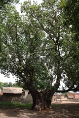 Ficus ingens