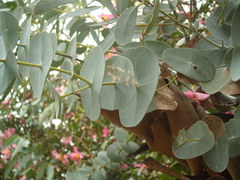 Eucalyptus perriniana