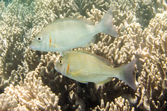 Lethrinus lentjan