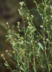 Baccharis glomeruliflora