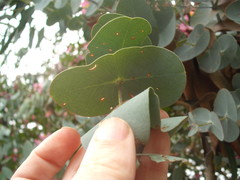 Eucalyptus perriniana