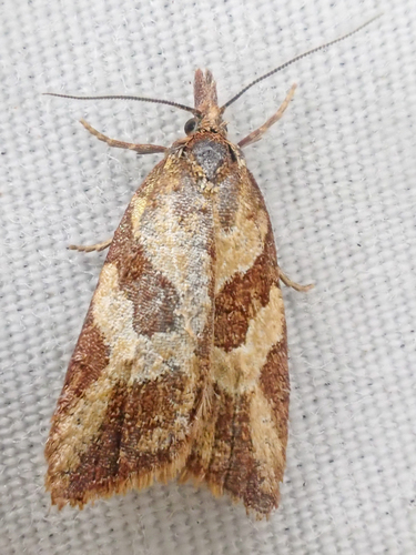 Tortricine Ragwort Moth photo 5