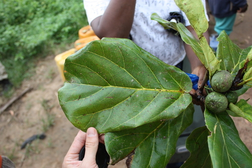 Petit Ficus 3