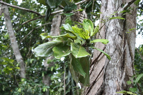 Petit Ficus 4