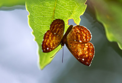 Protonymphidia senta