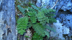 Anisotome pilifera