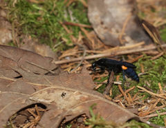 Psorthaspis brimleyi