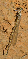 Isosticta