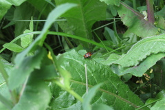 Stiretrus decastigmus