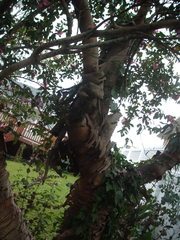 Eucalyptus perriniana