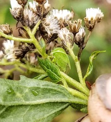 Spissistilus festinus