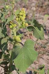 Xanthium strumarium canadense