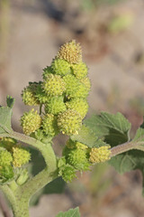 Xanthium strumarium canadense