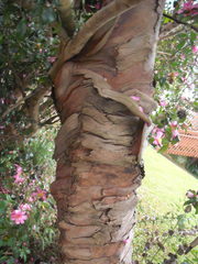 Eucalyptus perriniana