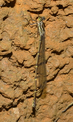 Isosticta
