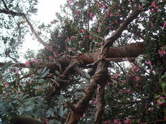 Eucalyptus perriniana