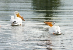 Pelecanus erythrorhynchos