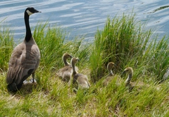 Branta canadensis