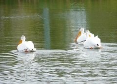 Pelecanus erythrorhynchos