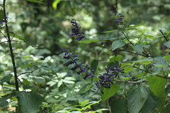 Salvia concolor