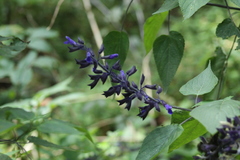 Salvia concolor