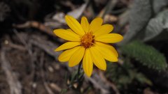 Pentachaeta aurea aurea