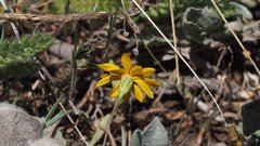 Pentachaeta aurea aurea
