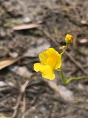 Utricularia striata