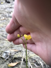 Utricularia striata