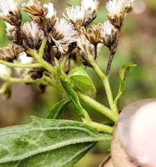 Spissistilus festinus