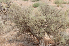 Artemisia tridentata tridentata