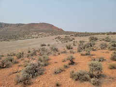 Artemisia tridentata tridentata